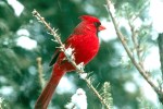 Northern_Cardinal Christmas