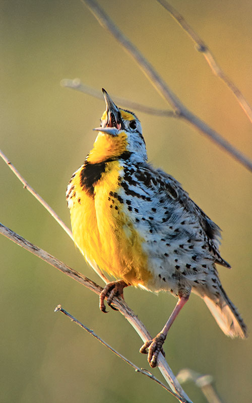 Meadowlark.JimBrandenburg