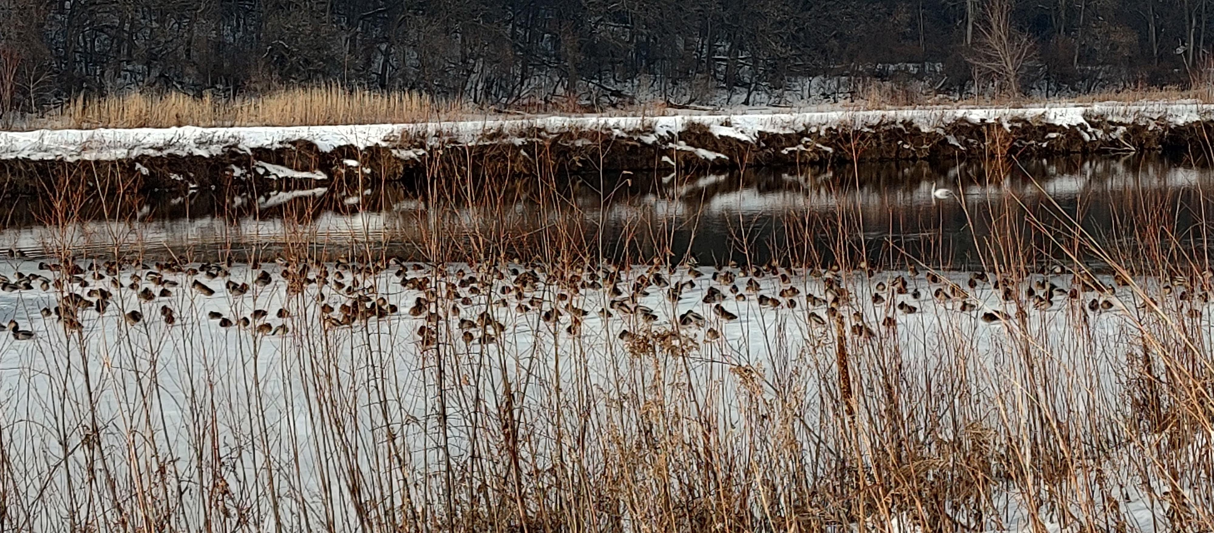 Mallards, two Canada Geese and one solo Trumpeter Swan.